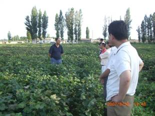 07年8月到121團(tuán)試驗(yàn)地察看.jpg
