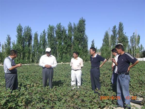 07年8月到農(nóng)十師試驗地.jpg