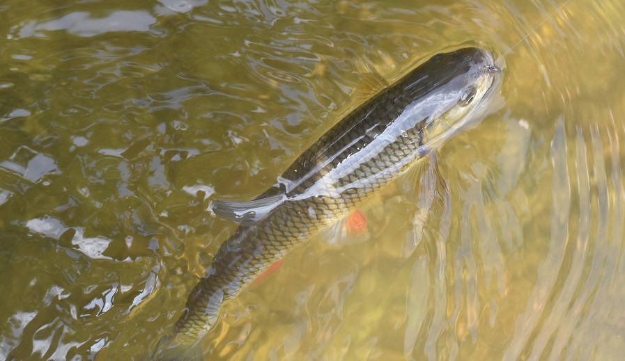 干貨 ▏飼料這么選，更能降低魚價下跌風(fēng)險！